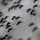 A photo of Aedes aegypti mosquitoes infected with the Wolbachia bacterium, taken at the Oswaldo Cruz foundation in Rio de Janeiro, Brazil, on October 2, 2014.